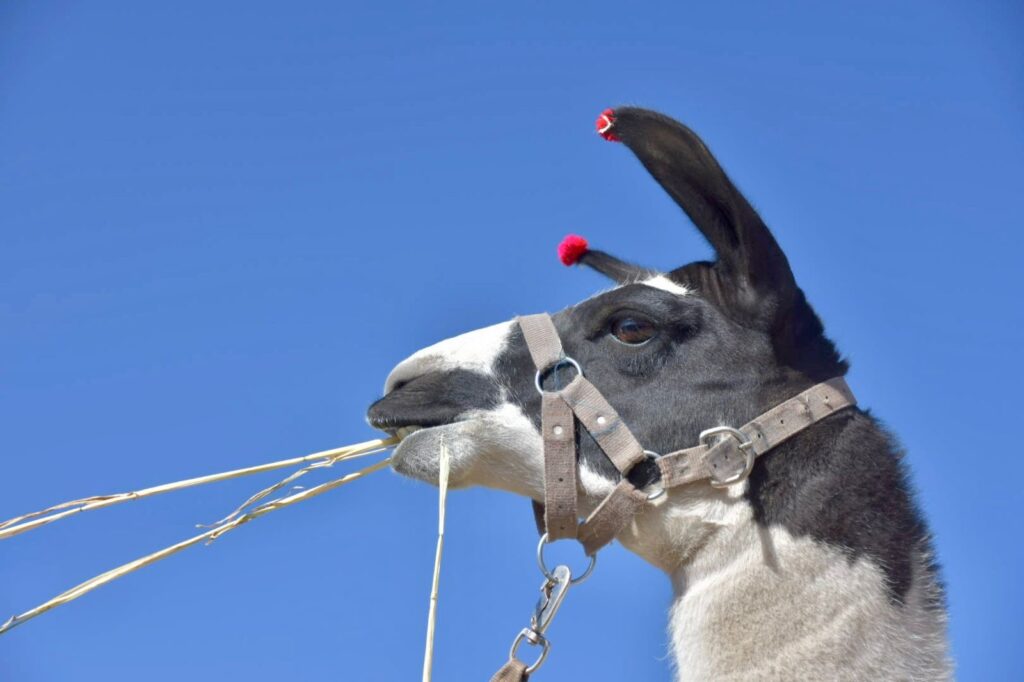 5ea66b93-5a65-4d28-aba7-9d30c64f2169