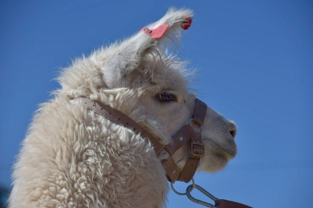 f7694752-94b8-475b-8220-84628c6dfb3b